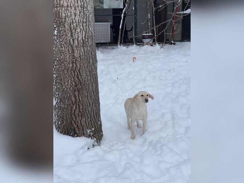 Tessa – ein kleiner Engel in Weiß sucht ein liebevolles Zuhause