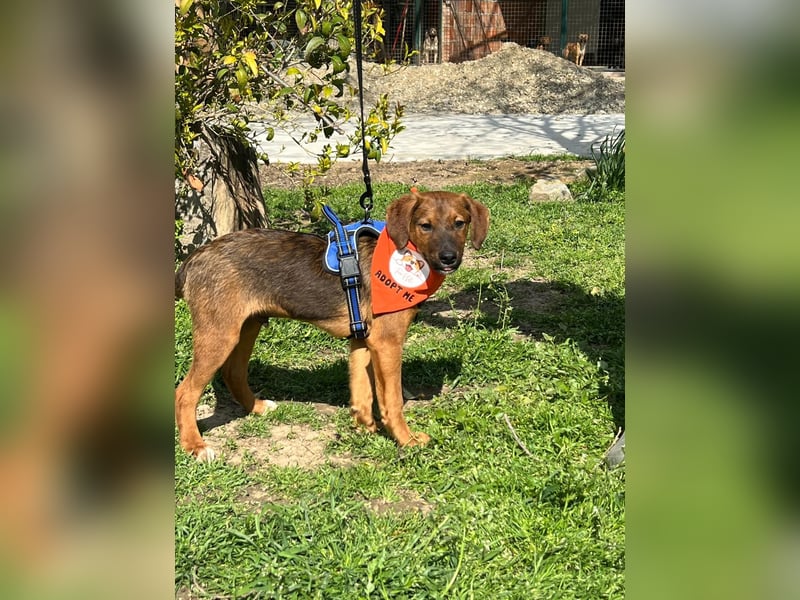 BODO – kleiner Entdecker mit großem Herz