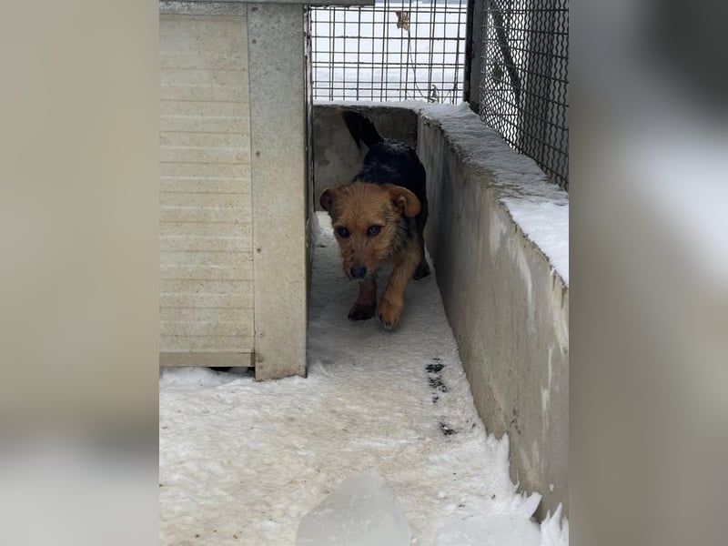 JETTE – sanfte, sensible Hündin mit viel Potenzial