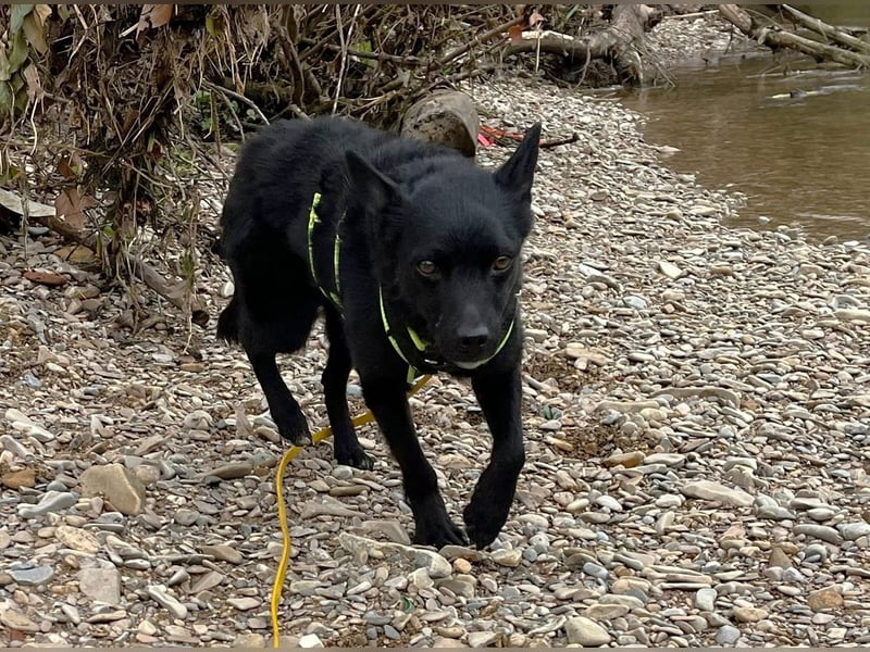 KALLE - Auf Pflegestelle in 72124 Pliezhausen (bei Stuttgart)