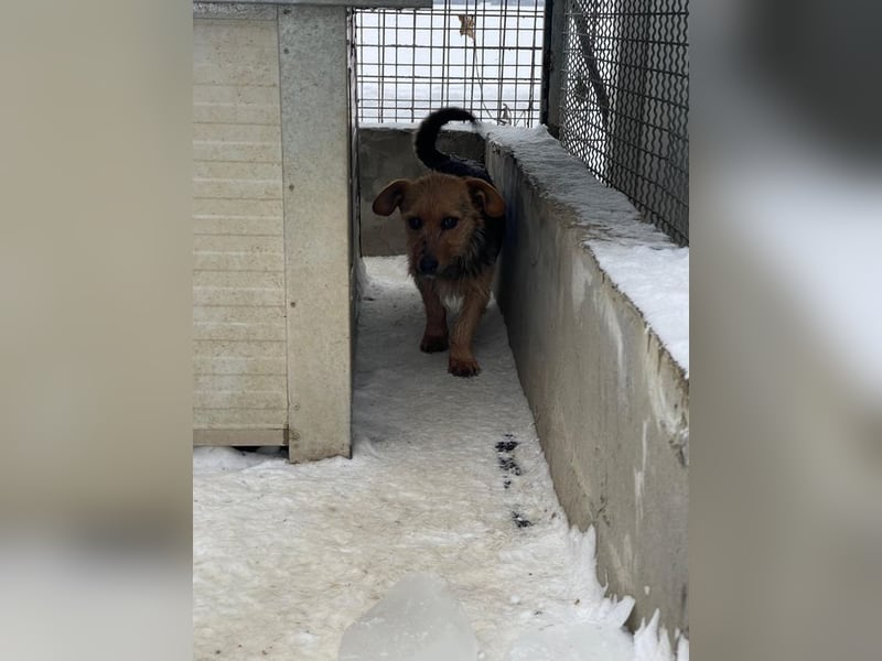 JETTE – sanfte, sensible Hündin mit viel Potenzial