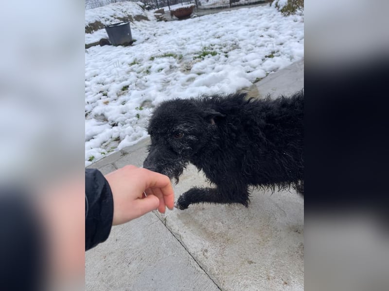 CRNI – lebensfroher Rüde mit zarter Seele