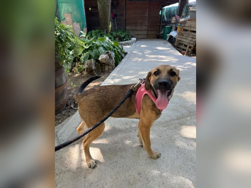 Josy - unsere wundervolle Frohnatur