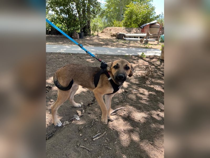 Cleo - unsere wundervolle Frohnatur