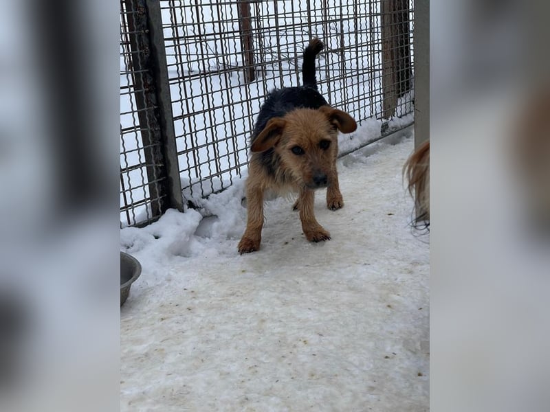 JETTE – sanfte, sensible Hündin mit viel Potenzial