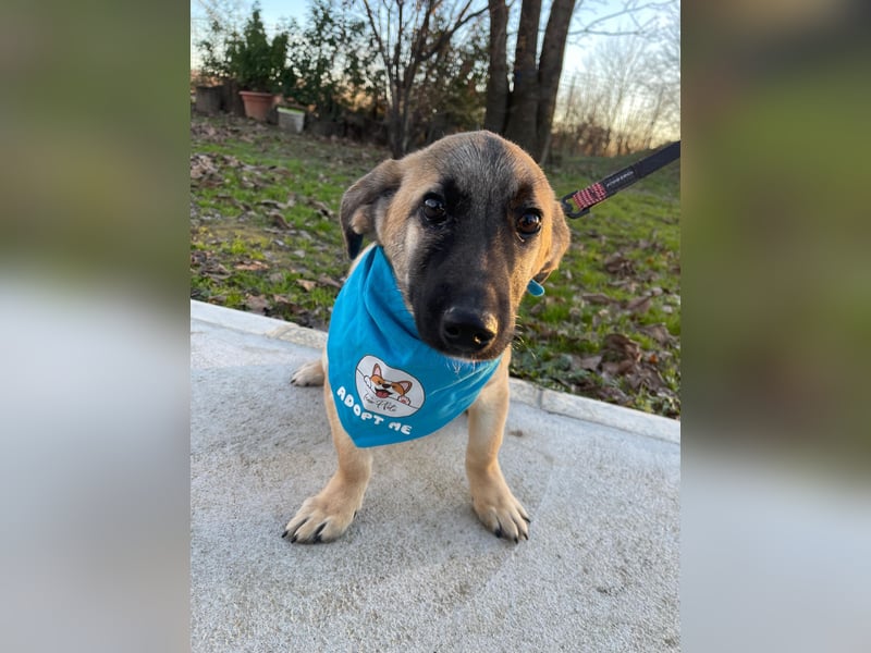 LUCKY – kleiner charmanter Herzensbrecher