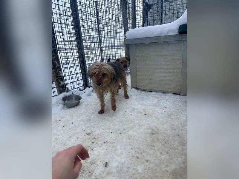 RUBY – zarte, sensible Seele