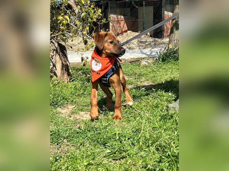 BODO – kleiner Entdecker mit großem Herz