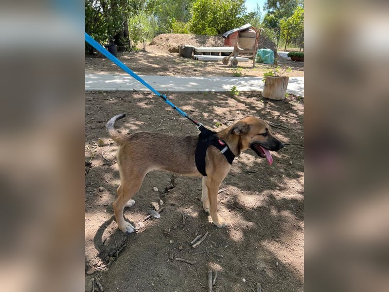 Cleo - unsere wundervolle Frohnatur