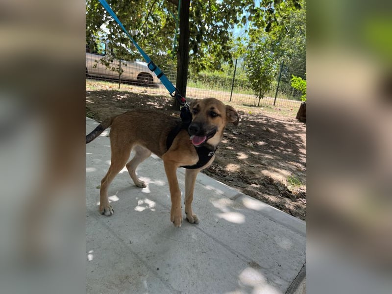 Cleo - unsere wundervolle Frohnatur