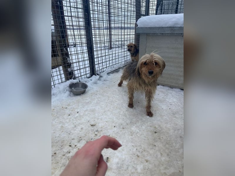 RUBY – zarte, sensible Seele