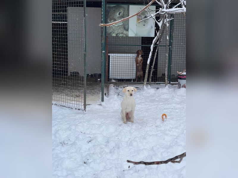 Tessa – ein kleiner Engel in Weiß sucht ein liebevolles Zuhause
