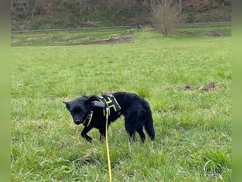 KALLE - Auf Pflegestelle in 72124 Pliezhausen (bei Stuttgart)
