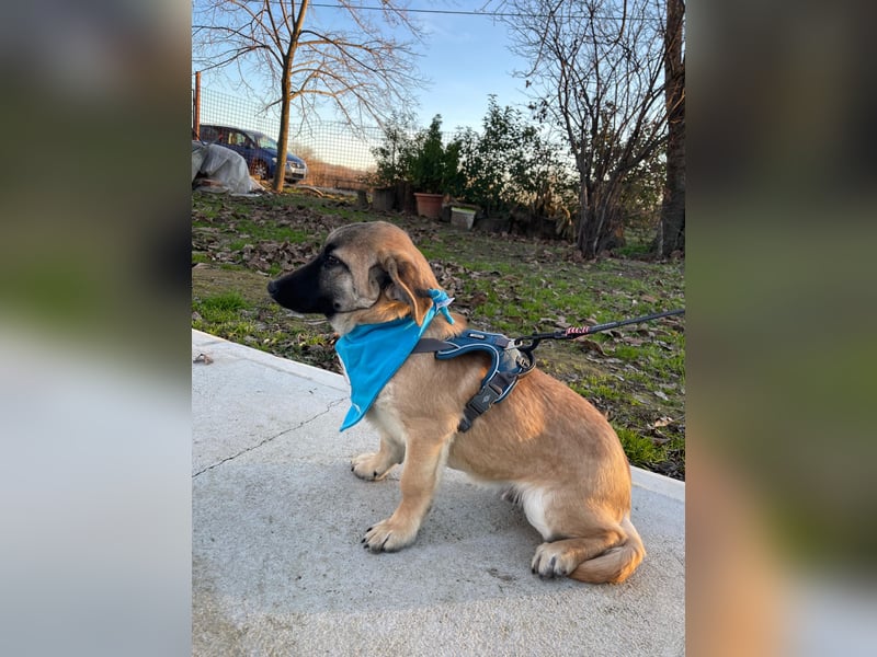 LUCKY – kleiner charmanter Herzensbrecher