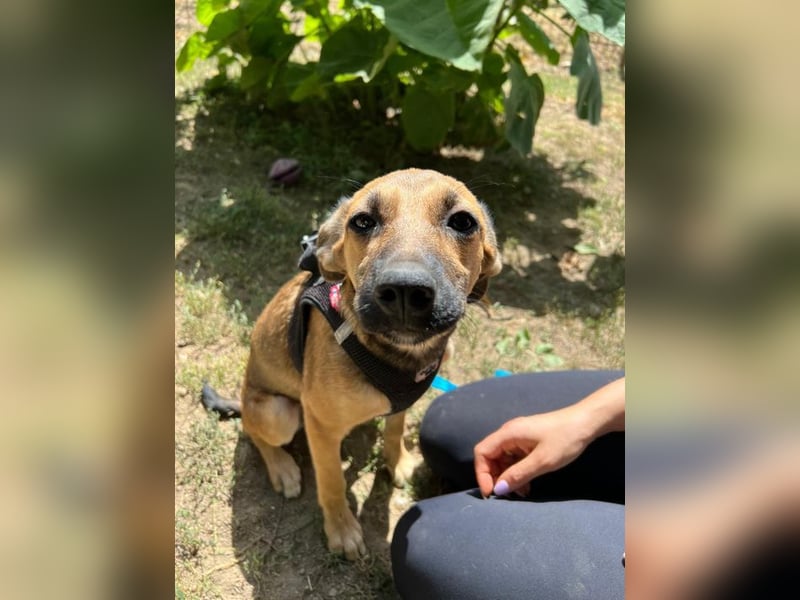 Cleo - unsere wundervolle Frohnatur