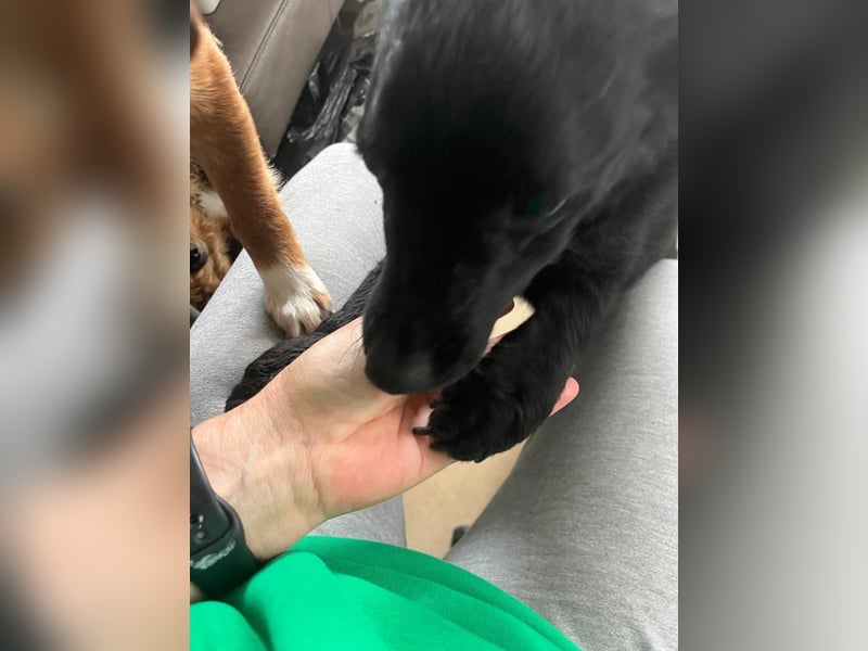 KALLE - Auf Pflegestelle in 72124 Pliezhausen (bei Stuttgart)