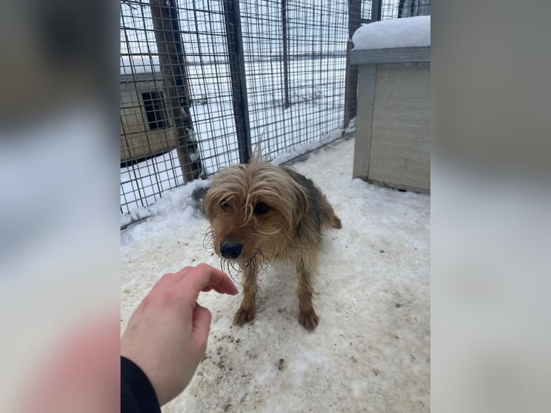 RUBY – zarte, sensible Seele