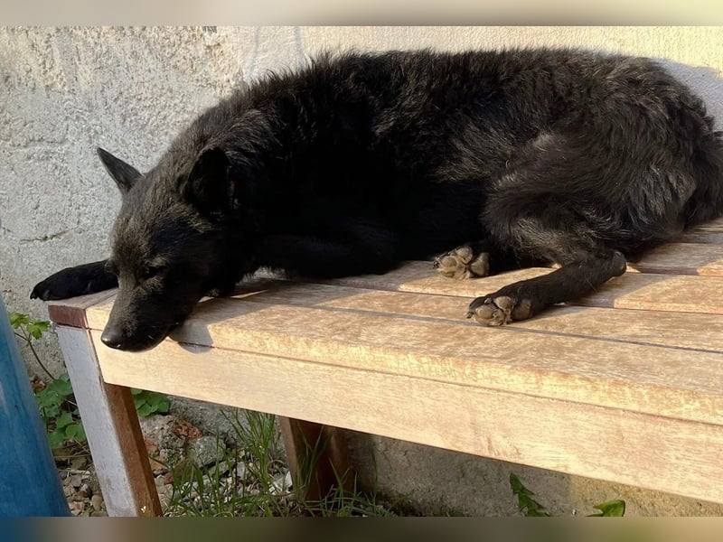 KALLE - Auf Pflegestelle in 72124 Pliezhausen (bei Stuttgart)