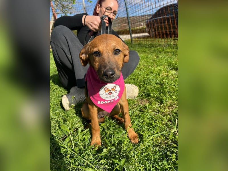 MACY – sanfte Kuschelmaus mit großem Herz