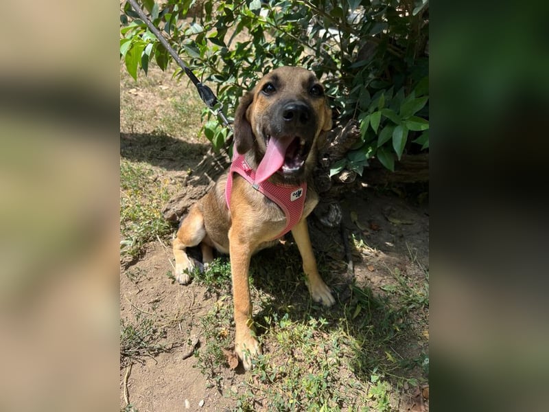 Josy - unsere wundervolle Frohnatur