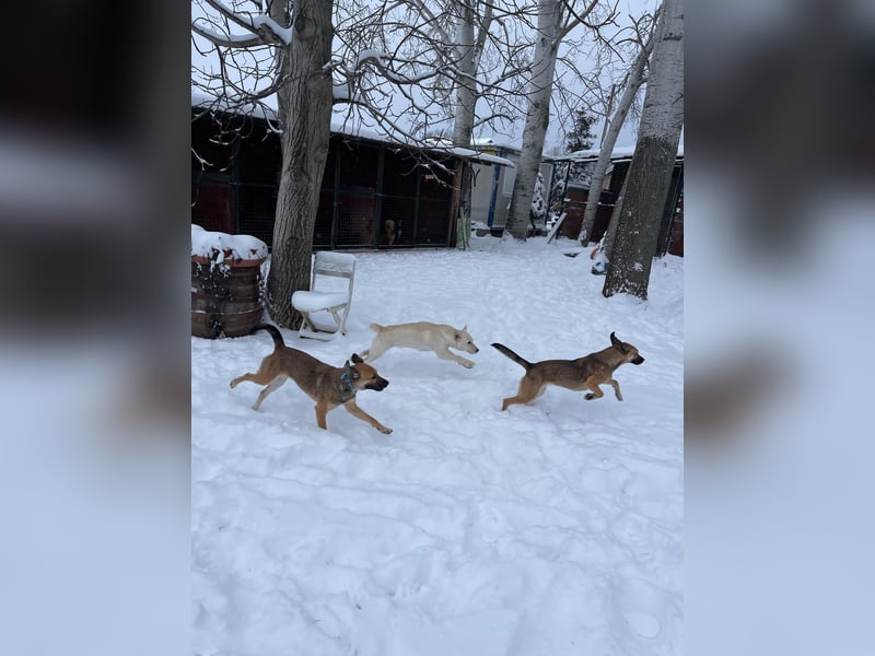 Tessa – ein kleiner Engel in Weiß sucht ein liebevolles Zuhause