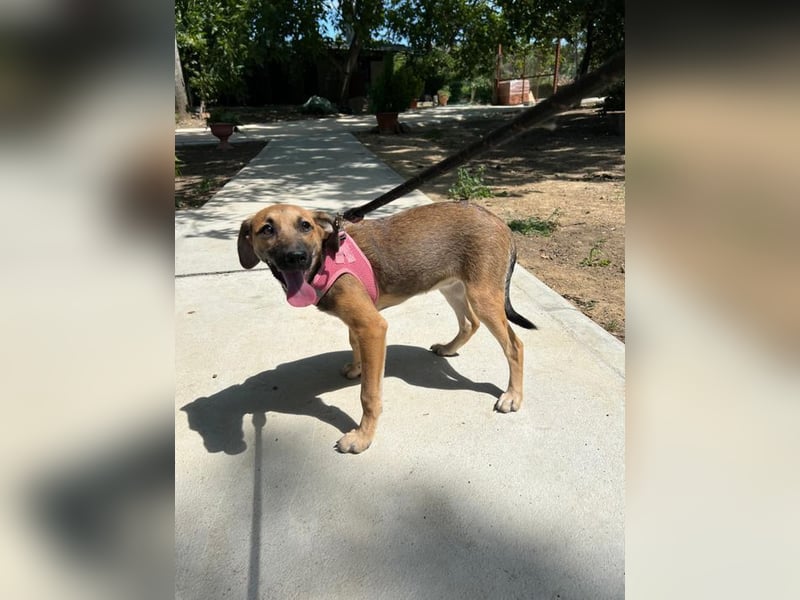 Josy - unsere wundervolle Frohnatur