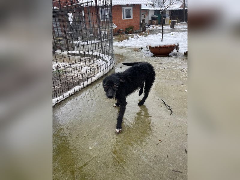 CRNI – lebensfroher Rüde mit zarter Seele