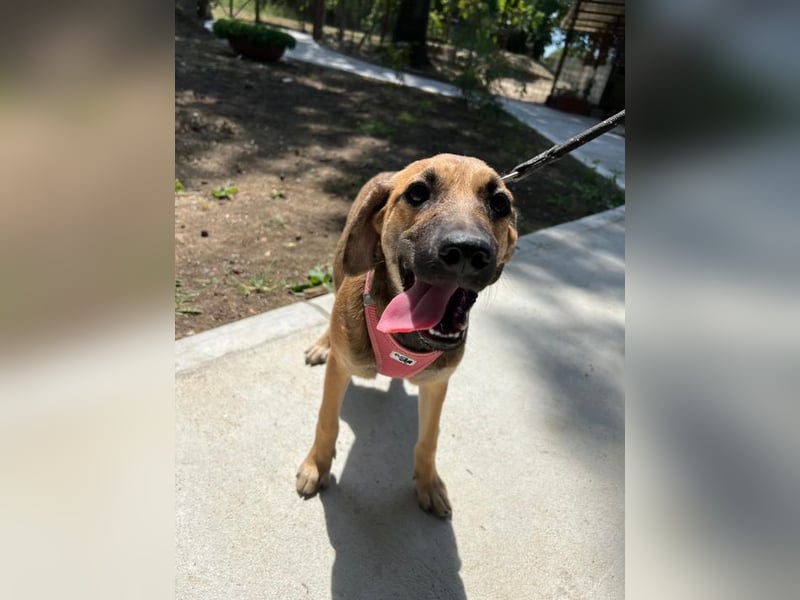 Josy - unsere wundervolle Frohnatur