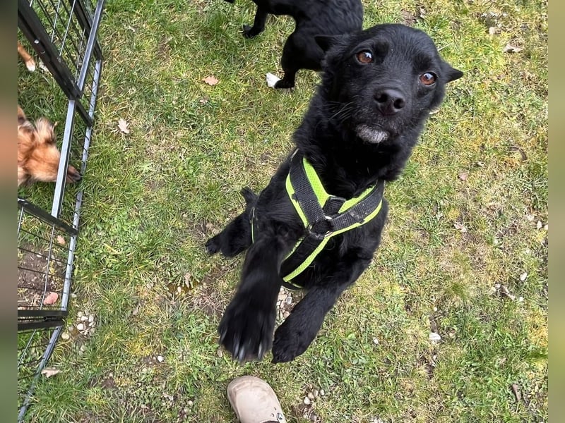 KALLE - Auf Pflegestelle in 72124 Pliezhausen (bei Stuttgart)