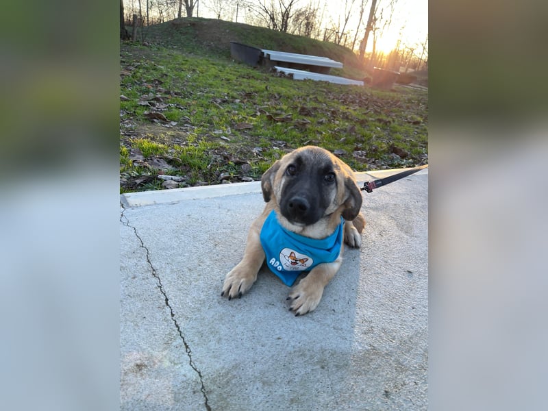 LUCKY – kleiner charmanter Herzensbrecher