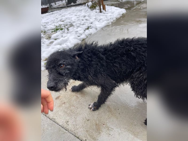 CRNI – lebensfroher Rüde mit zarter Seele