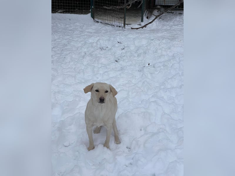 Tessa – ein kleiner Engel in Weiß sucht ein liebevolles Zuhause