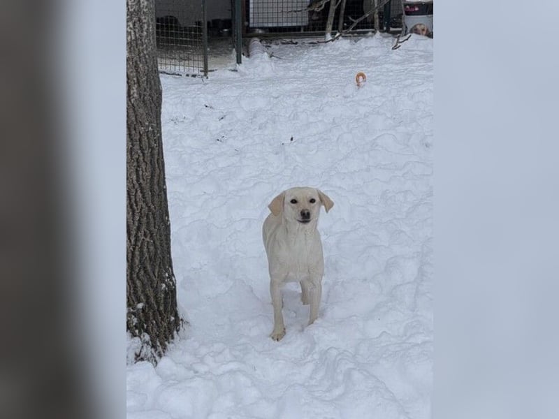 Tessa – ein kleiner Engel in Weiß sucht ein liebevolles Zuhause