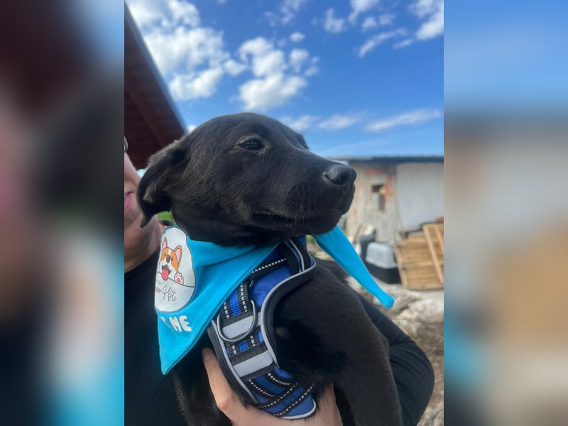 DINGO – mutiger kleiner Abenteurer