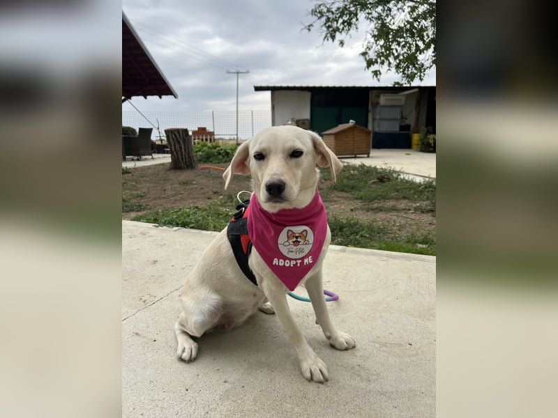 Tessa – ein kleiner Engel in Weiß sucht ein liebevolles Zuhause