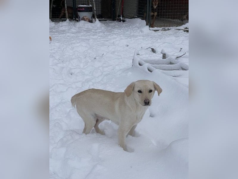 Tessa – ein kleiner Engel in Weiß sucht ein liebevolles Zuhause