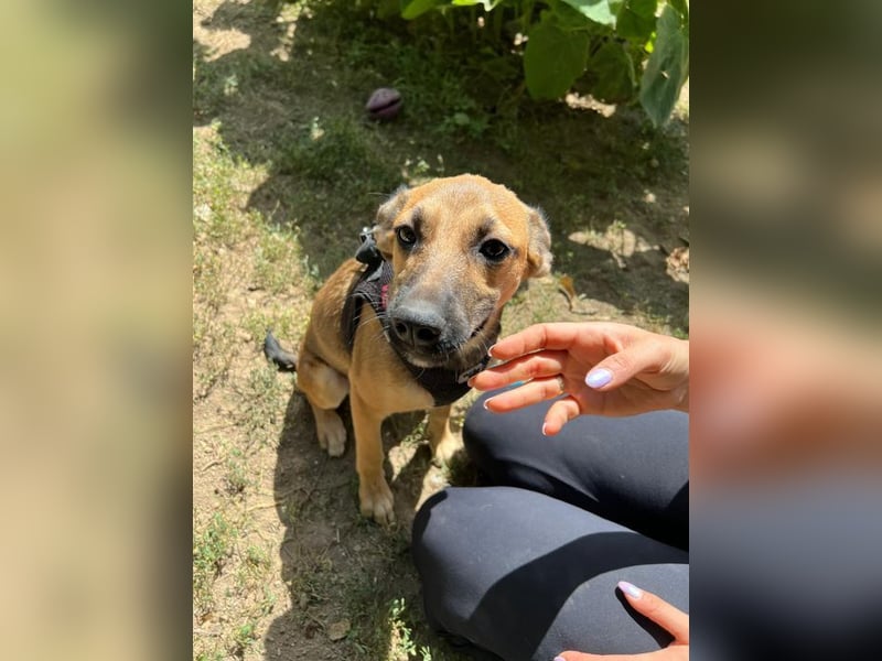 Cleo - unsere wundervolle Frohnatur