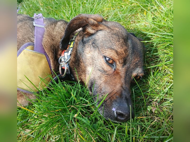 LOLA - Auf Pflegestelle in Schorndorf (Deutschland)