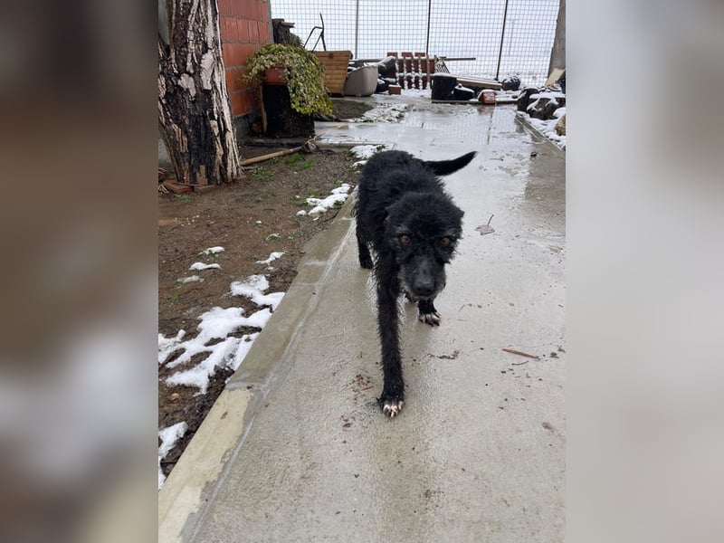 CRNI – lebensfroher Rüde mit zarter Seele