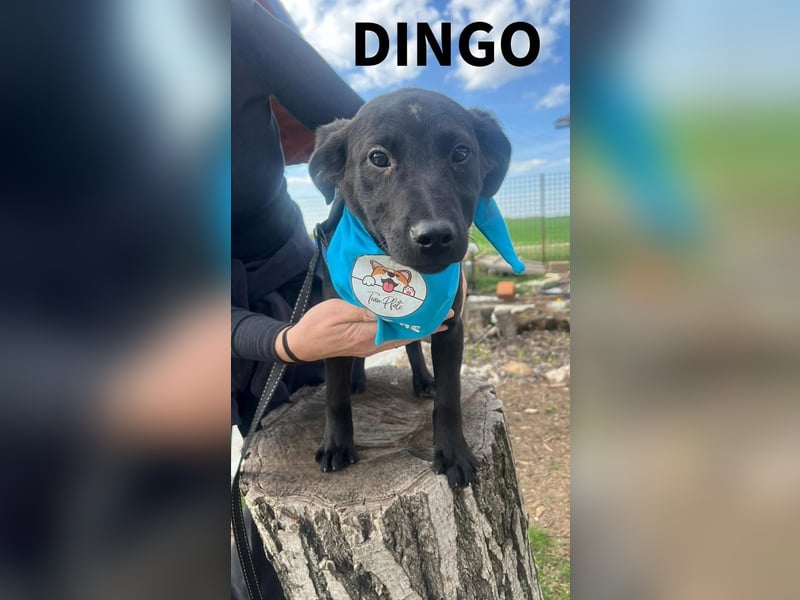 DINGO – mutiger kleiner Abenteurer