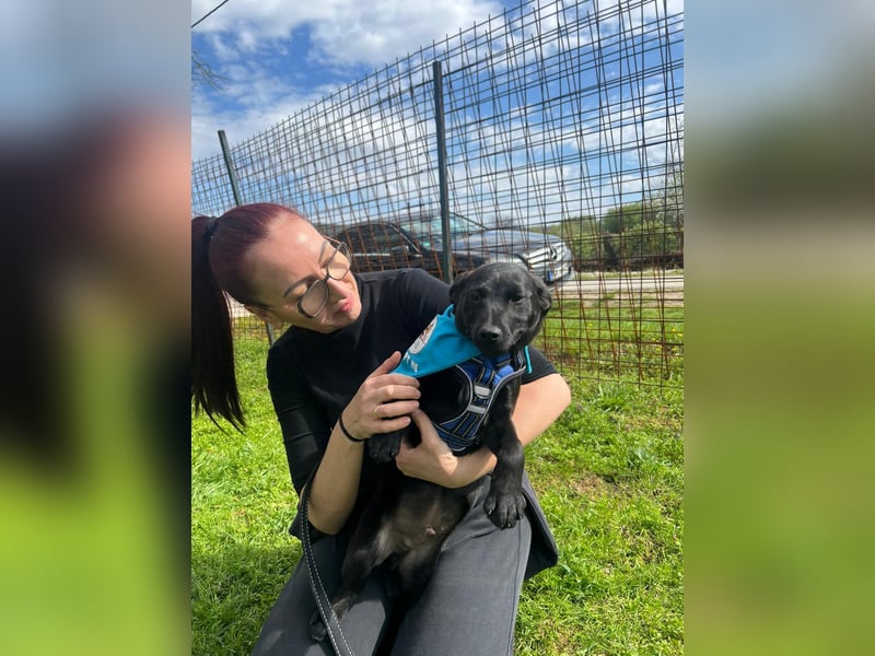 DINGO – mutiger kleiner Abenteurer