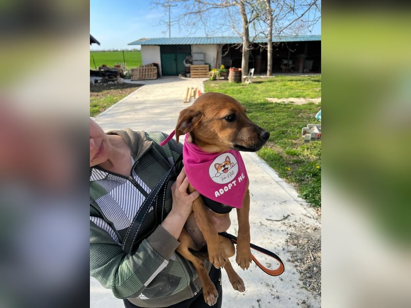 MACY – sanfte Kuschelmaus mit großem Herz