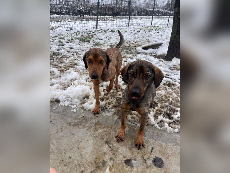 ALMA – sanfte, freundliche Seele