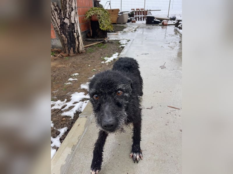 CRNI – lebensfroher Rüde mit zarter Seele