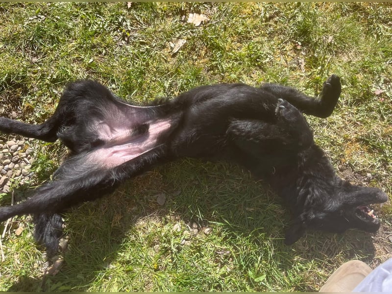 KALLE - Auf Pflegestelle in 72124 Pliezhausen (bei Stuttgart)