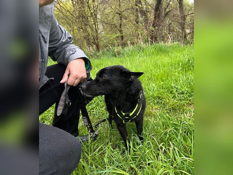 KALLE - Auf Pflegestelle in 72124 Pliezhausen (bei Stuttgart)