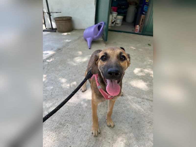 Josy - unsere wundervolle Frohnatur