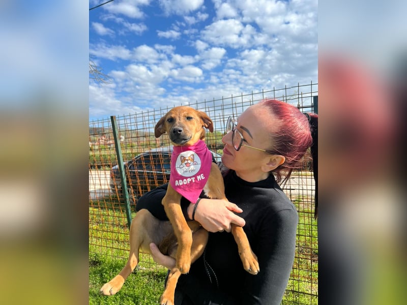 MACY – sanfte Kuschelmaus mit großem Herz