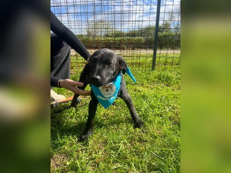 DINGO – mutiger kleiner Abenteurer