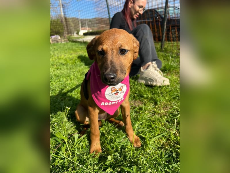 MACY – sanfte Kuschelmaus mit großem Herz